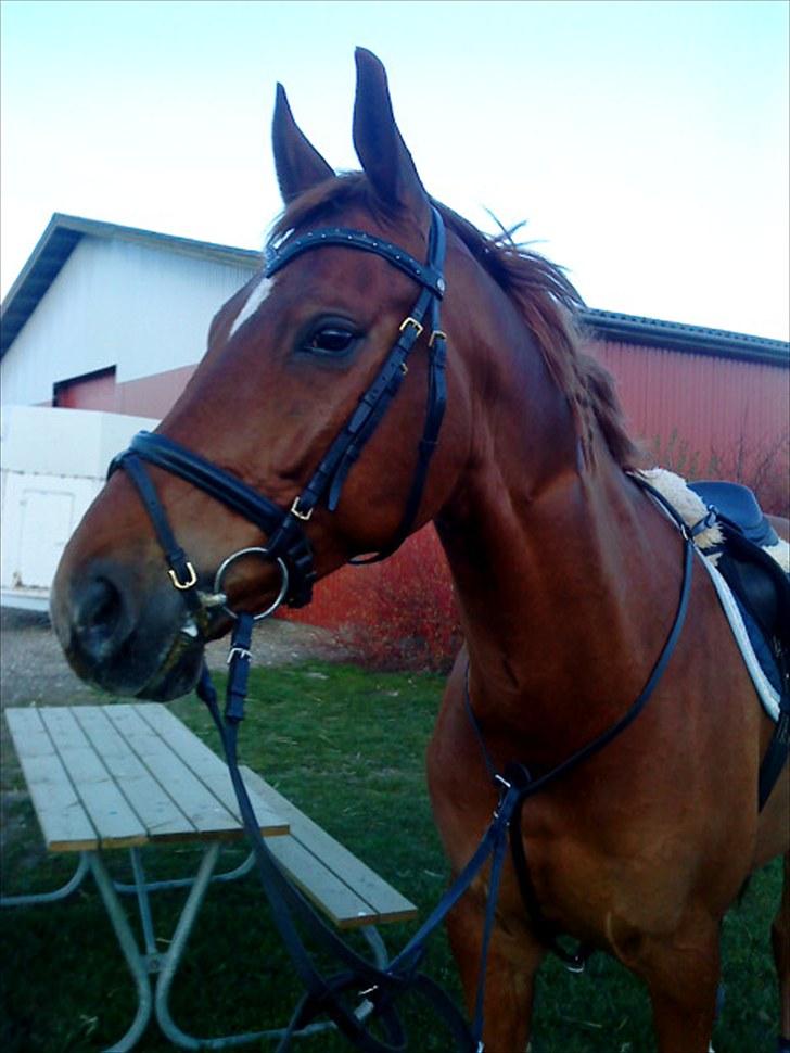 Polsk Varmblod Nadir Solgt - Nadir efert spring :) (fotograf: Mig) billede 17