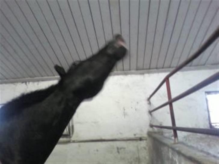 Oldenborg Dumle - SMIIIIIIIIIIIIIIIIIIIILE XD:D billede 16