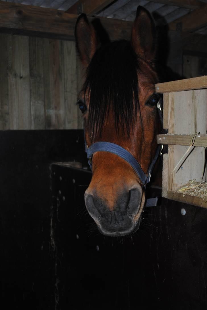 Anden særlig race Rocky - Jeg er suuuulten! billede 4