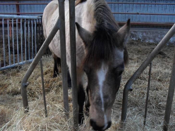 Connemara smilla<33 billede 17