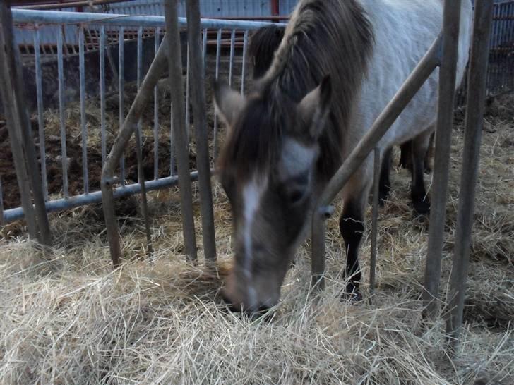 Connemara smilla<33 billede 18