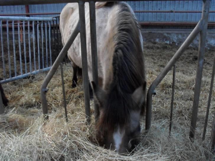 Connemara smilla<33 billede 19