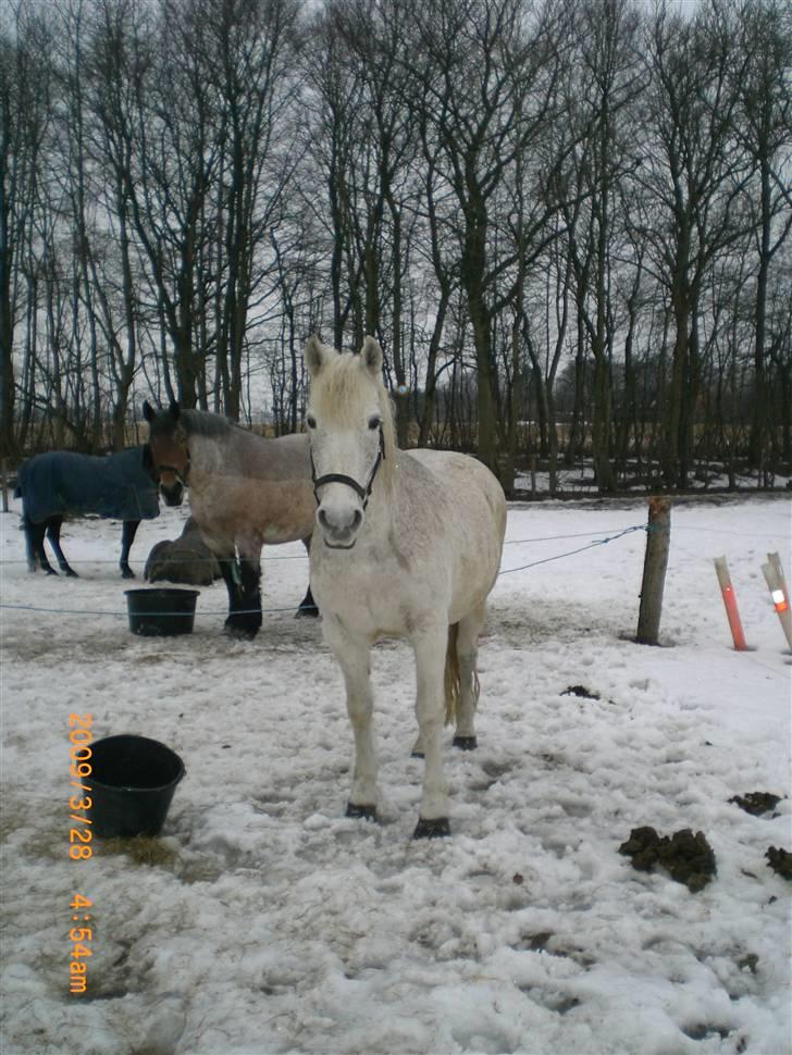 Anden særlig race Ragna - Lige ankommet billede 2