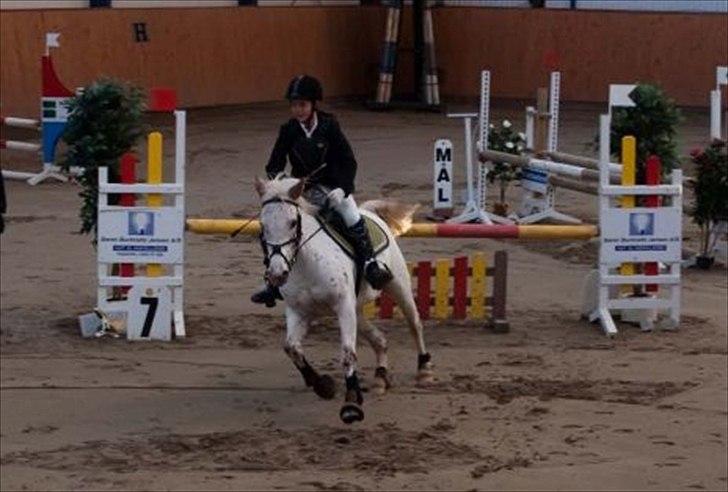 Knabstrupper Lafú *Solgt* - Kom nu søster vi skal afsted ;-) Middelfart ridecenter 0fejl hovedrunde 4 fejl omspr min fejl ;-)<3 billede 14