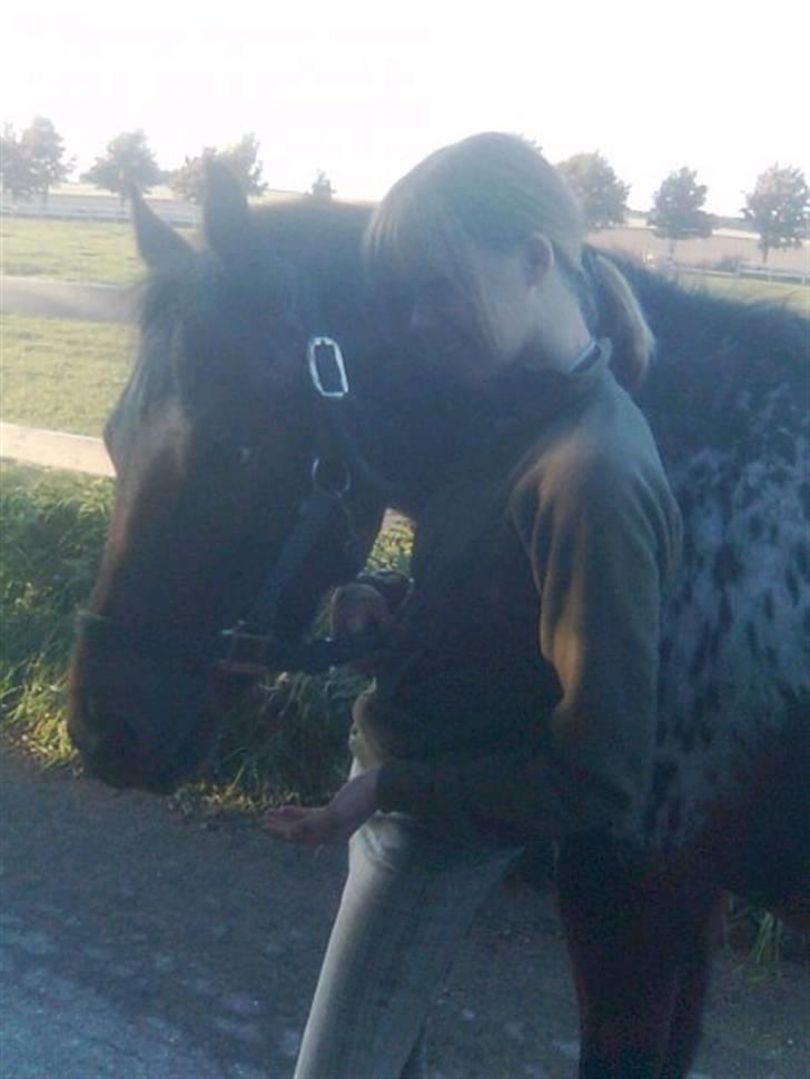 Knabstrupper Makron - Makron <3 billede 6