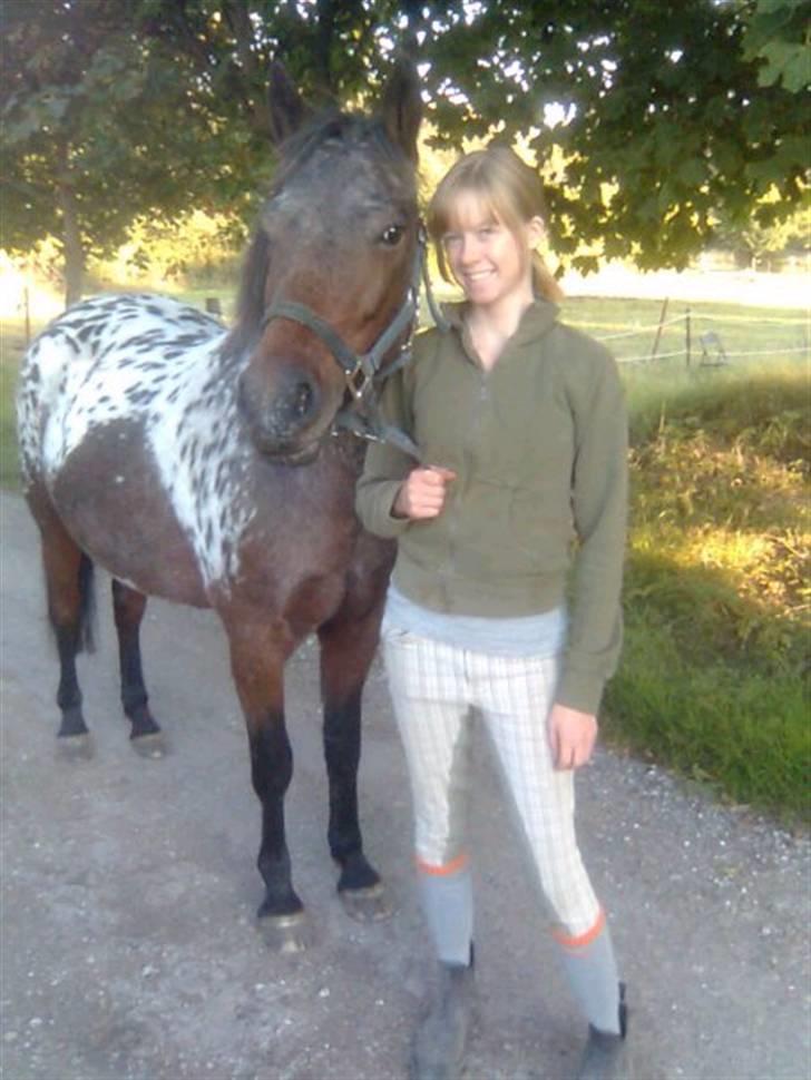 Knabstrupper Makron - Makron & Jeg <3 billede 7