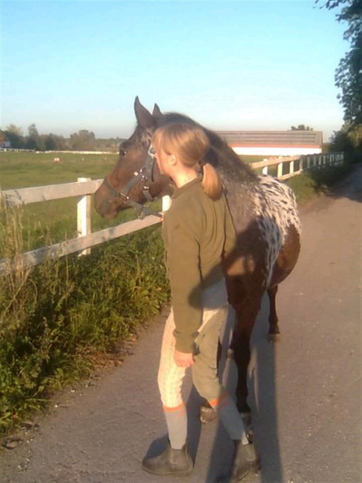 Knabstrupper Makron - Makron. <3 billede 8