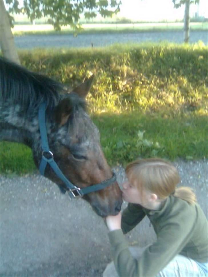 Knabstrupper Makron - Makron & Jeg <3 billede 9