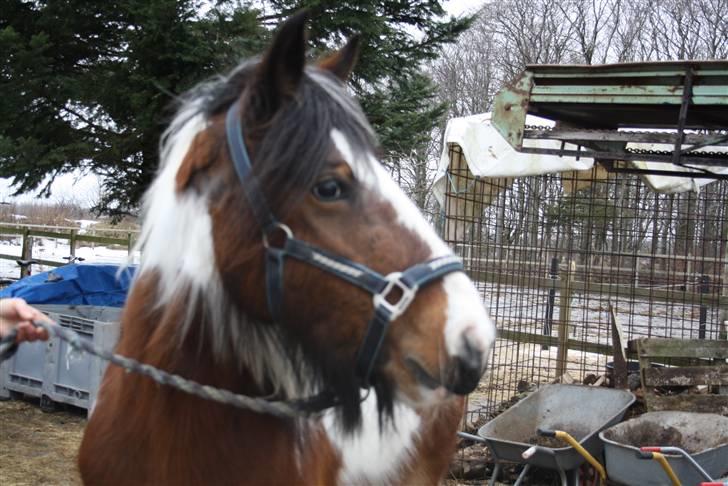 Irish Cob caramella billede 1