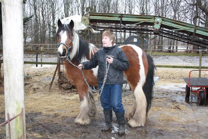 Irish Cob caramella - den dag jeg fik min smukke caramella billede 2