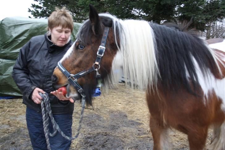 Irish Cob caramella billede 3