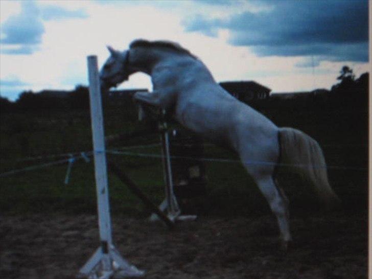 DSP Ditte<3 solgt og savnet<3 - ditt løssprang 135-140 den dag :P seje hyp:P billede 12