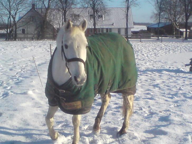 DSP Ditte<3 solgt og savnet<3 billede 13