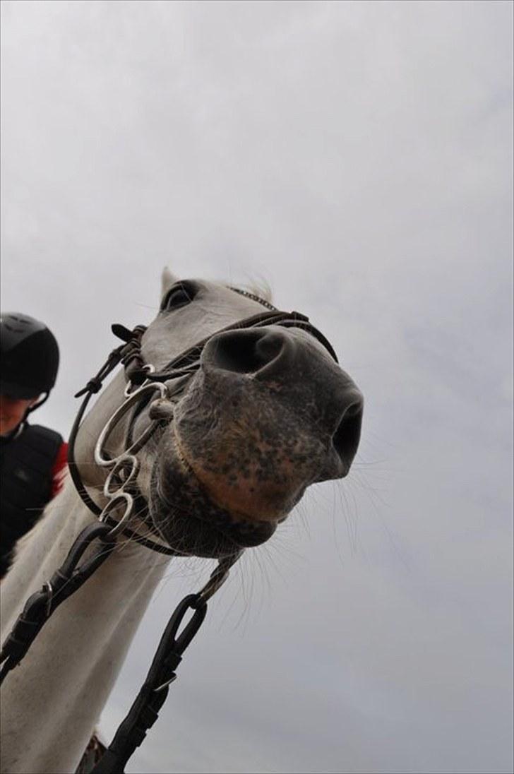 DSP Ditte<3 solgt og savnet<3 - øhh, har du mad`? billede 14