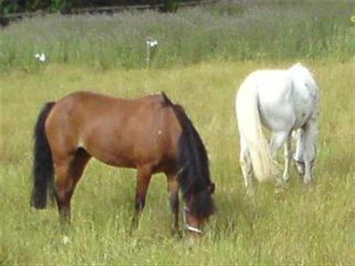 DSP Ditte<3 solgt og savnet<3 - see, min numse den er stor`? billede 16