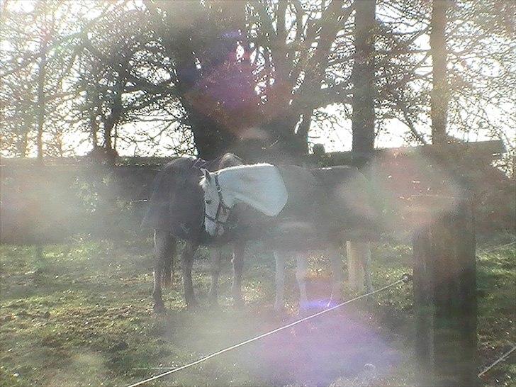 DSP Ditte<3 solgt og savnet<3 billede 17