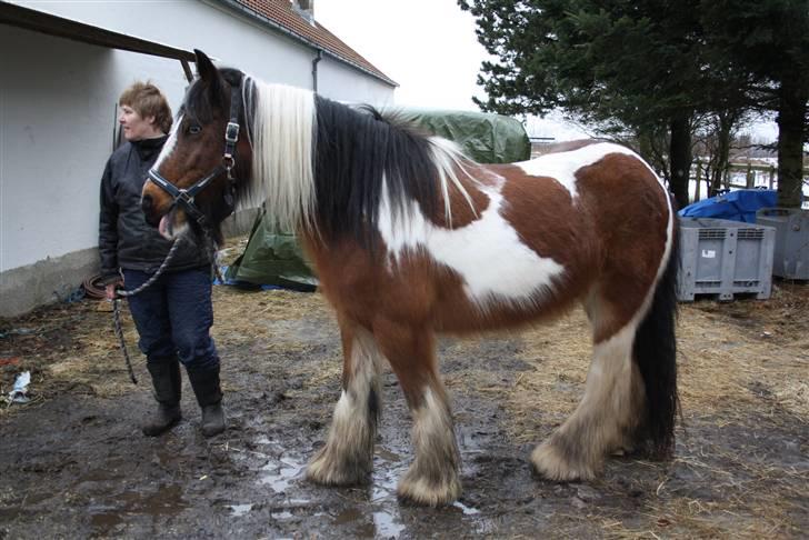 Irish Cob caramella billede 4