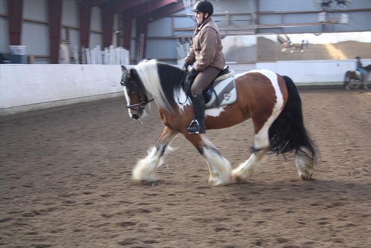 Irish Cob caramella - da caramella er ved at blive tilredet, på varde rideskole billede 5