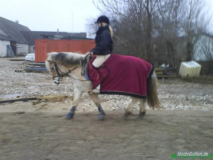 Fjordhest Fie <3  billede 13