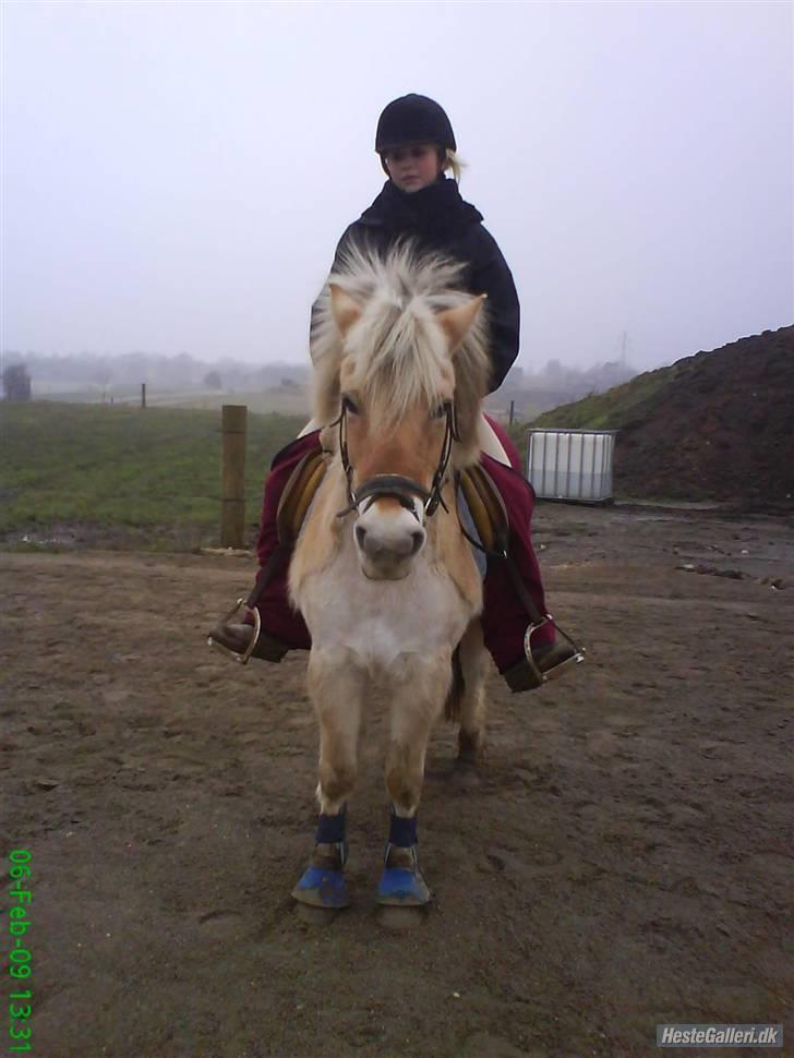 Fjordhest Fie <3  billede 14