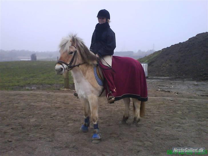 Fjordhest Fie <3  billede 15