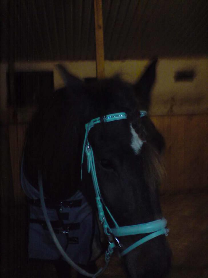 Koldblodstraver domiq - billede taget mens han var hos gl ejer (salli på bornholm) er helt vild med det hovedetøj... det er bare så super flot...!!! billede 11