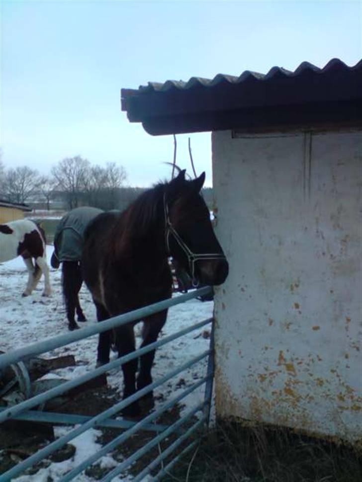 Koldblodstraver domiq - taget hos gl ejer (salli)  billede 12