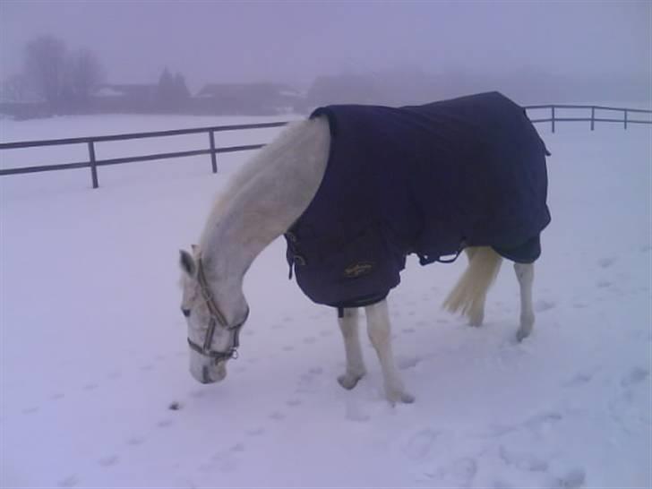 DSP Ditte<3 solgt og savnet<3 billede 20