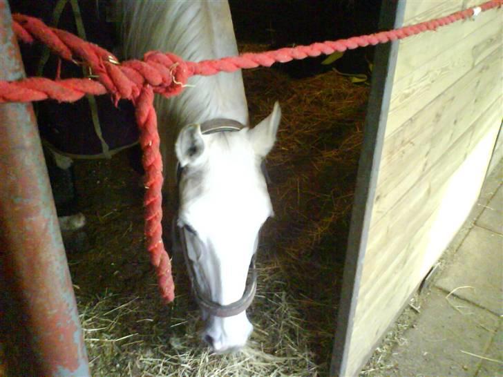 Anden særlig race Faxi billede 2