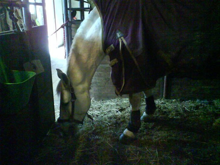 Anden særlig race Faxi billede 3