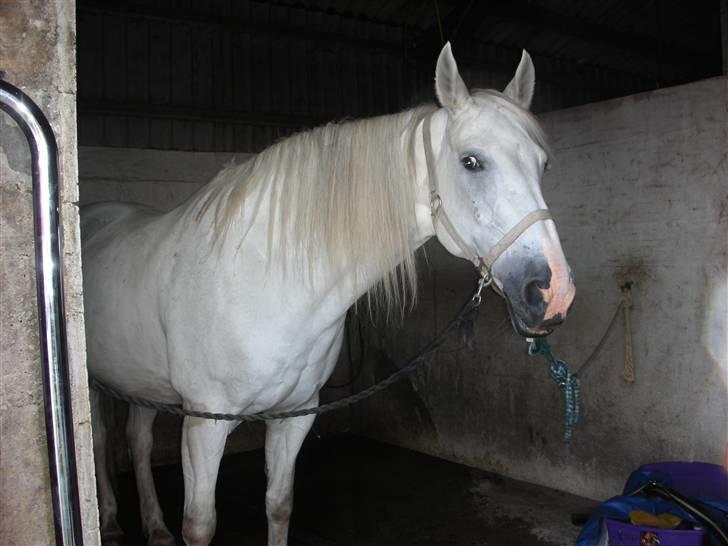 Anden særlig race Faxi billede 4