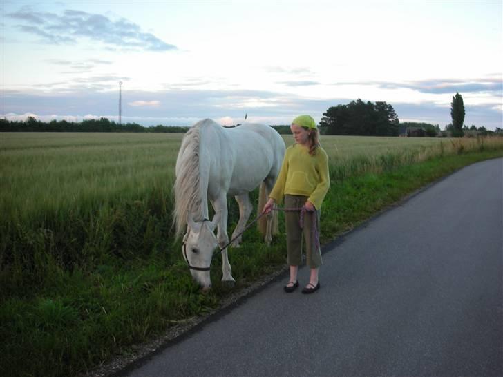 Anden særlig race Faxi billede 5