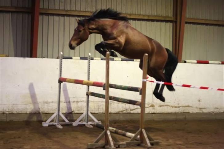 Dansk Varmblod Auburn sp billede 1