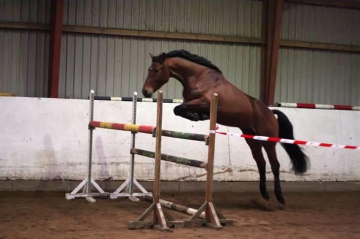 Dansk Varmblod Auburn sp billede 2