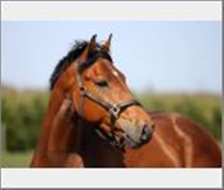 Dansk Varmblod Auburn sp billede 3