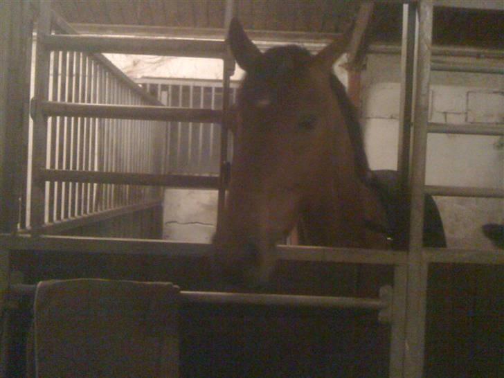 Dansk Varmblod Auburn sp billede 4