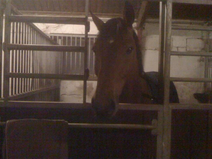 Dansk Varmblod Auburn sp billede 5