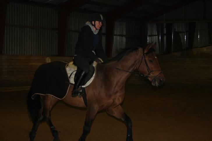 Dansk Varmblod Auburn sp billede 6