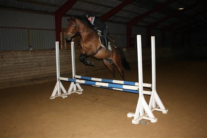 Dansk Varmblod Auburn sp billede 7