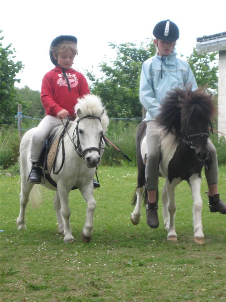 Shetlænder ' Freja<'3 - freja og fiona rider i haven ;) billede 12