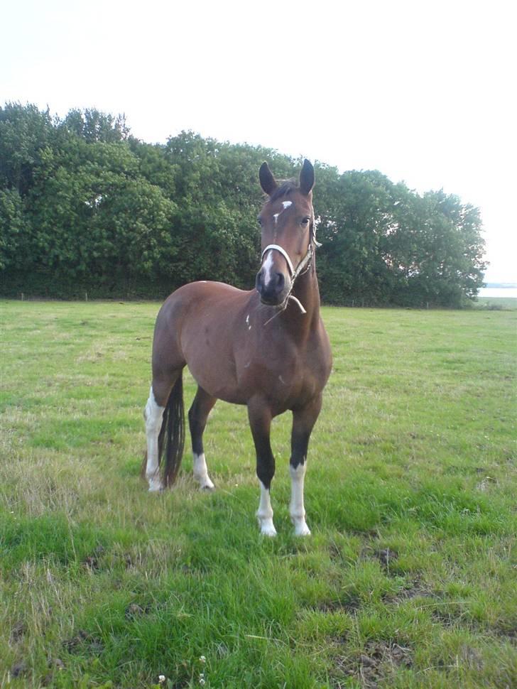 Pinto Thiamo billede 19