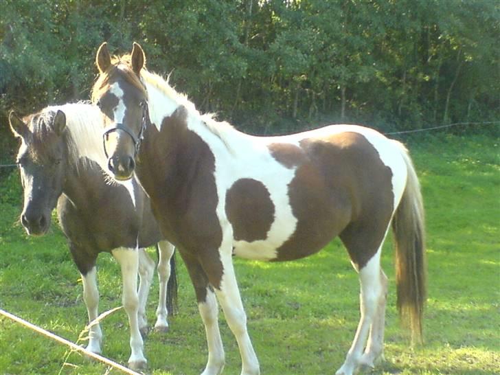 Pinto Angeliqe billede 12