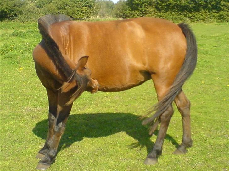 DSP Jumpy billede 16