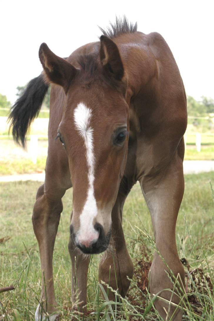 Frederiksborg Pilgrim billede 3