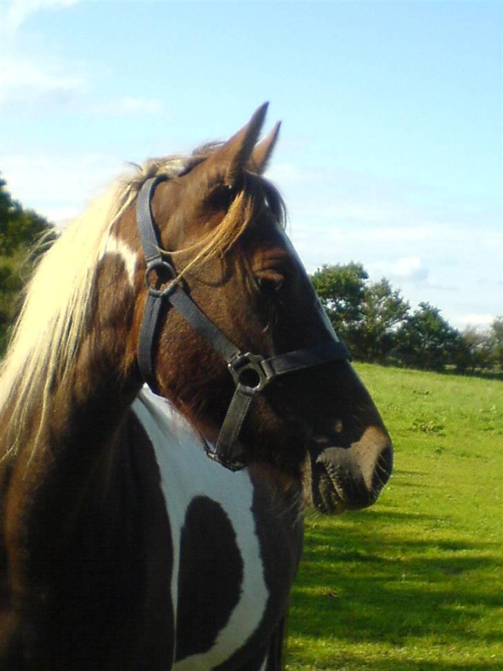 Pinto Angeliqe billede 13