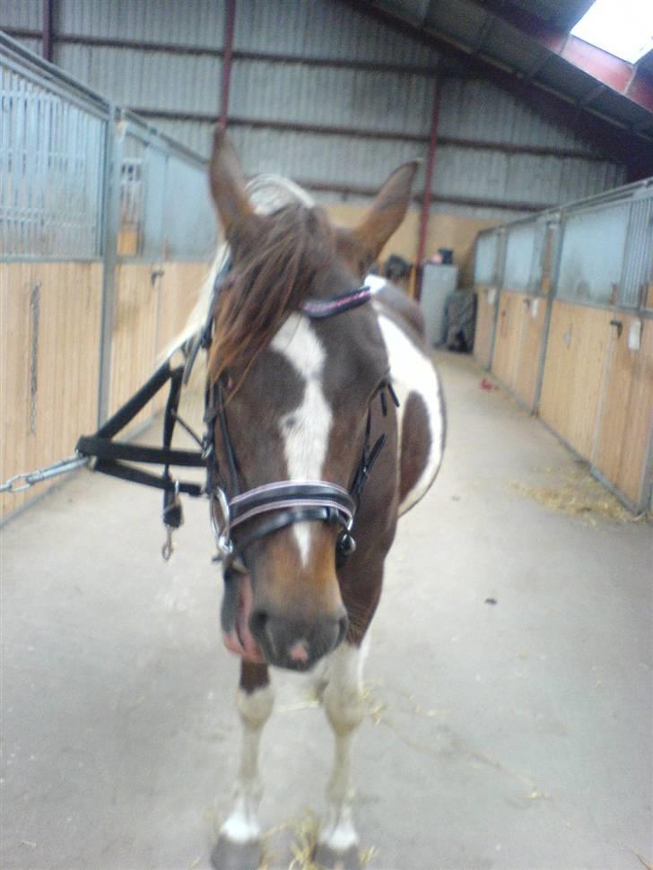 Pinto Angeliqe billede 14