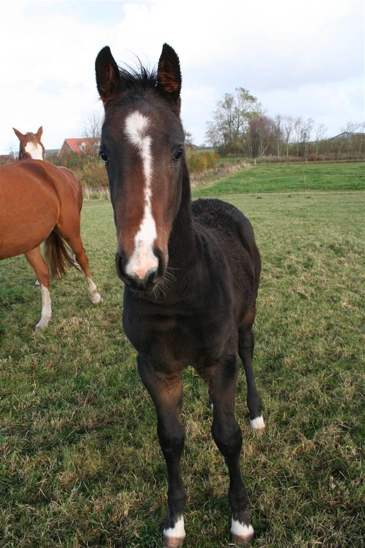 Frederiksborg Pilgrim billede 4