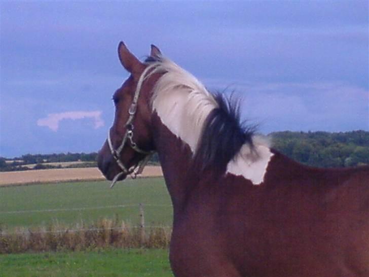 Pinto Thiamo billede 20