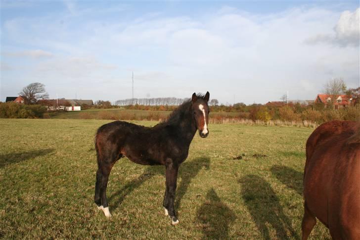 Frederiksborg Pilgrim billede 5