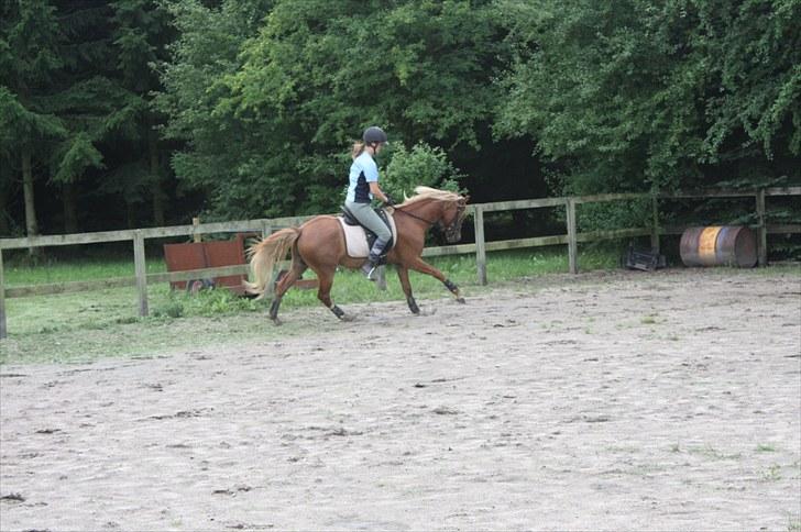 Welsh Pony af Cob-type (sec C) Scotty billede 20